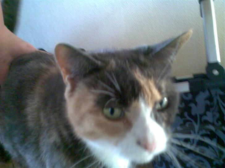 Huskat Fille billede 8