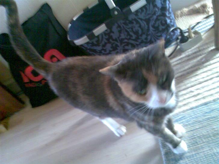 Huskat Fille billede 9