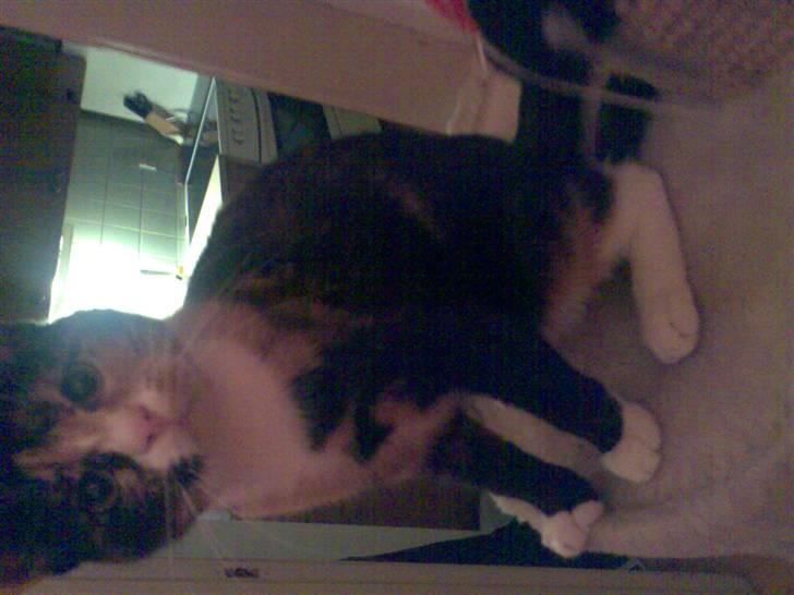 Huskat balou billede 13