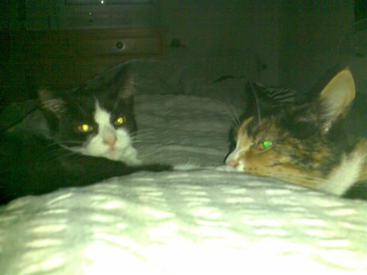 Huskat balou billede 14