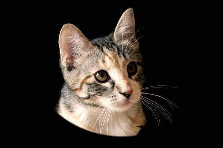 Huskat Findus - smukke findus redigeret af mig og og min venide  billede 8