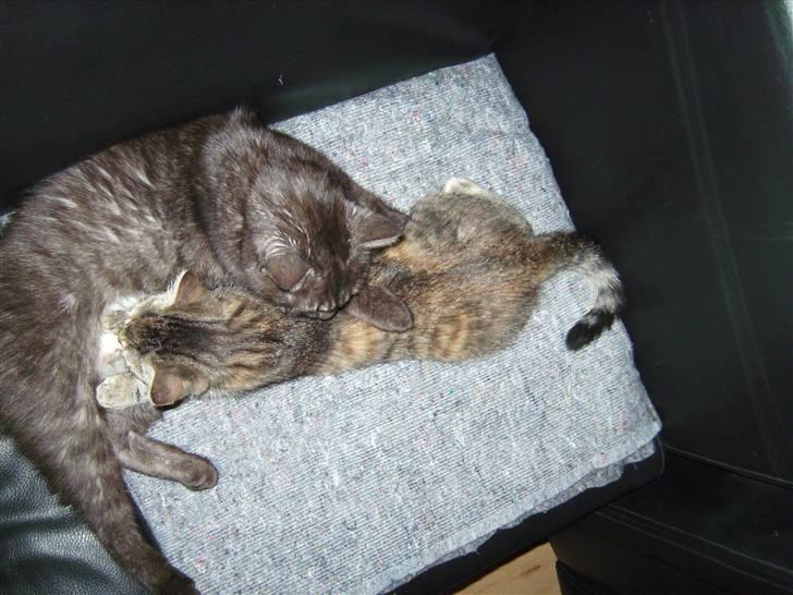 Blanding af racer Lille miss - Selvom man er 16 uger, kan man altså stadig godt drikke lidt mælk hos moar;) billede 7