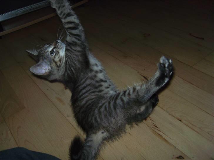 Blanding af racer Lille miss billede 8