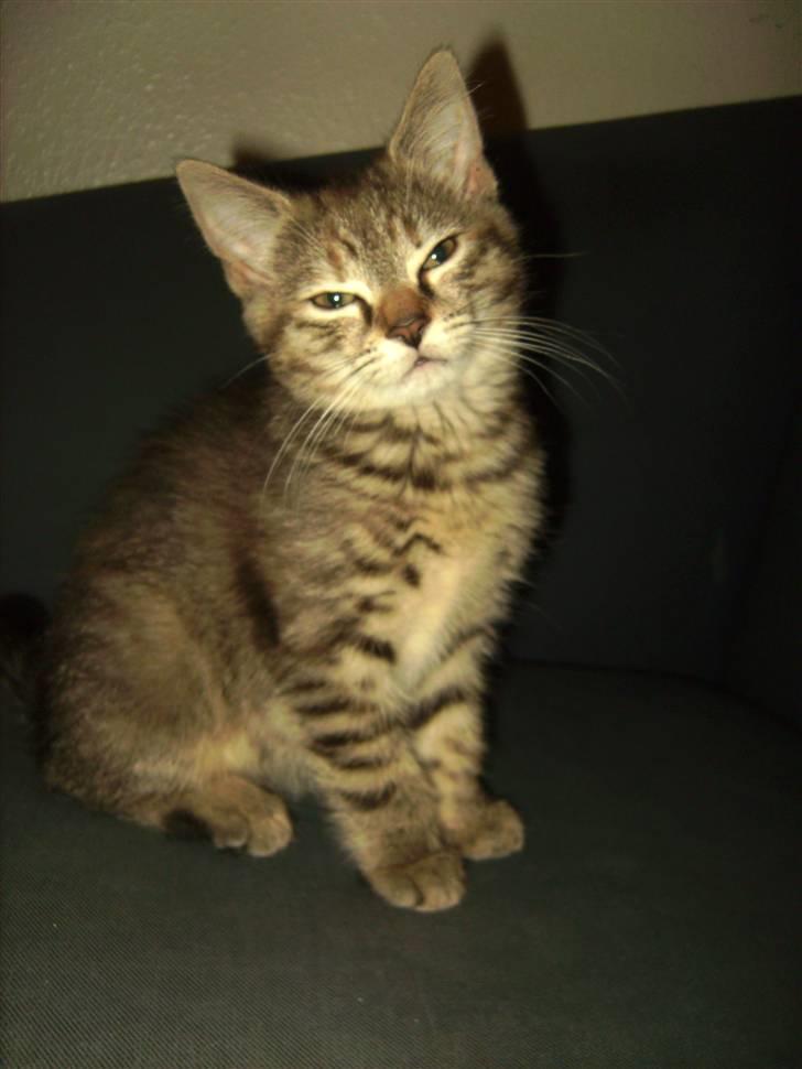 Blanding af racer Lille miss - Er jeg ikke bare smuk?  billede 9