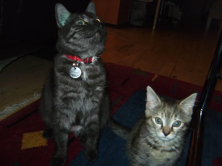 Blanding af racer Tiamo - Mor og datter:) billede 8