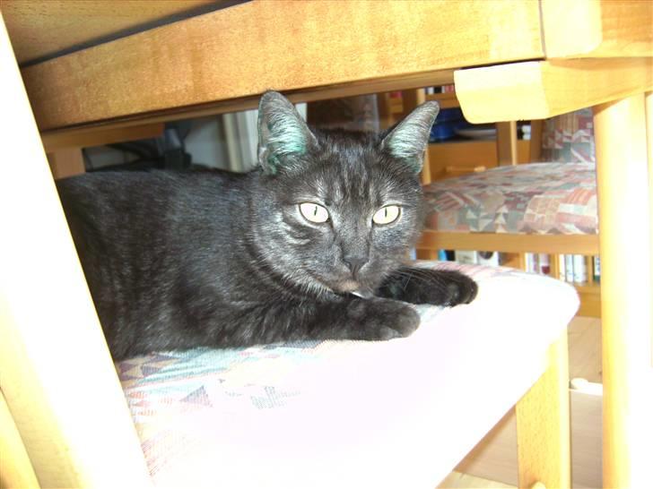 Blanding af racer Tiamo billede 9