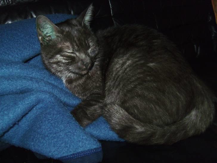 Blanding af racer Tiamo billede 10