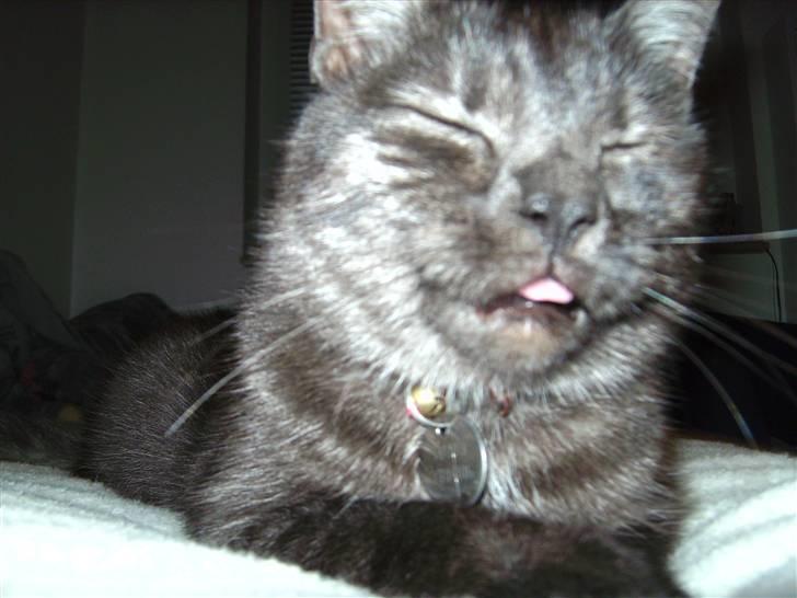 Blanding af racer Tiamo billede 11