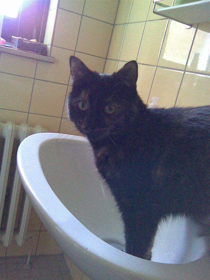 Blanding af racer Qba R.I.P billede 4