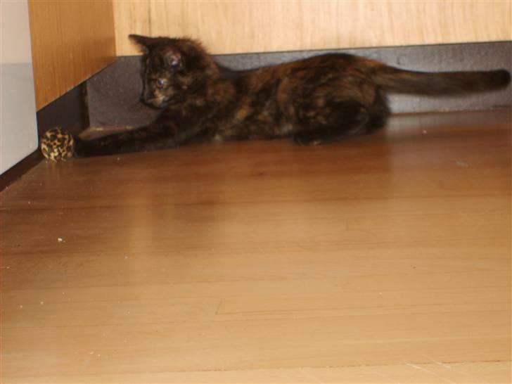 Blanding af racer Qba R.I.P billede 5