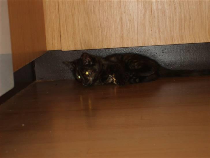 Blanding af racer Qba R.I.P billede 6