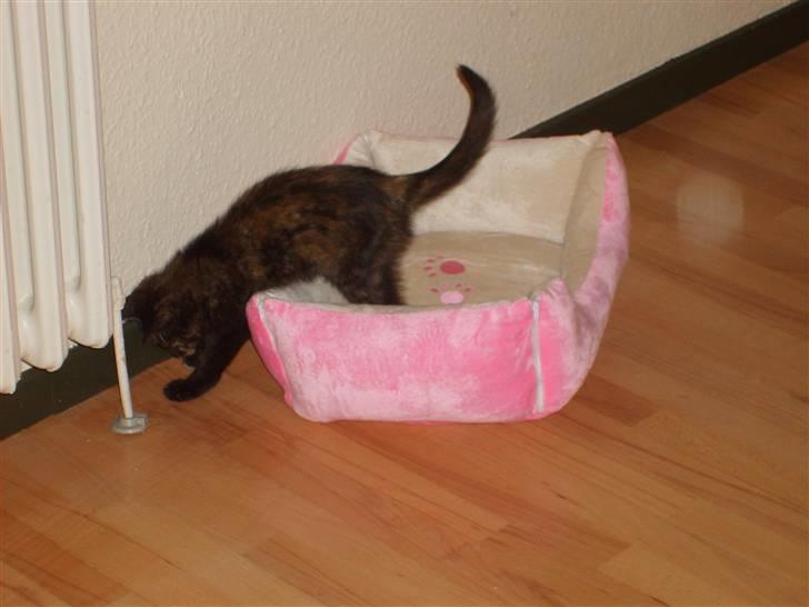 Blanding af racer Qba R.I.P - Leger med min kurv... :D billede 7