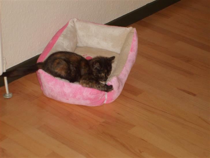 Blanding af racer Qba R.I.P billede 8