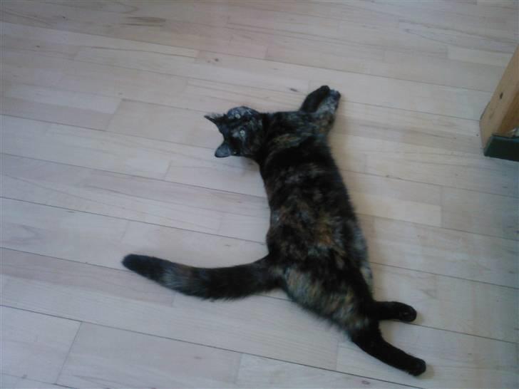 Blanding af racer Qba R.I.P - dovne hund... ;) billede 9