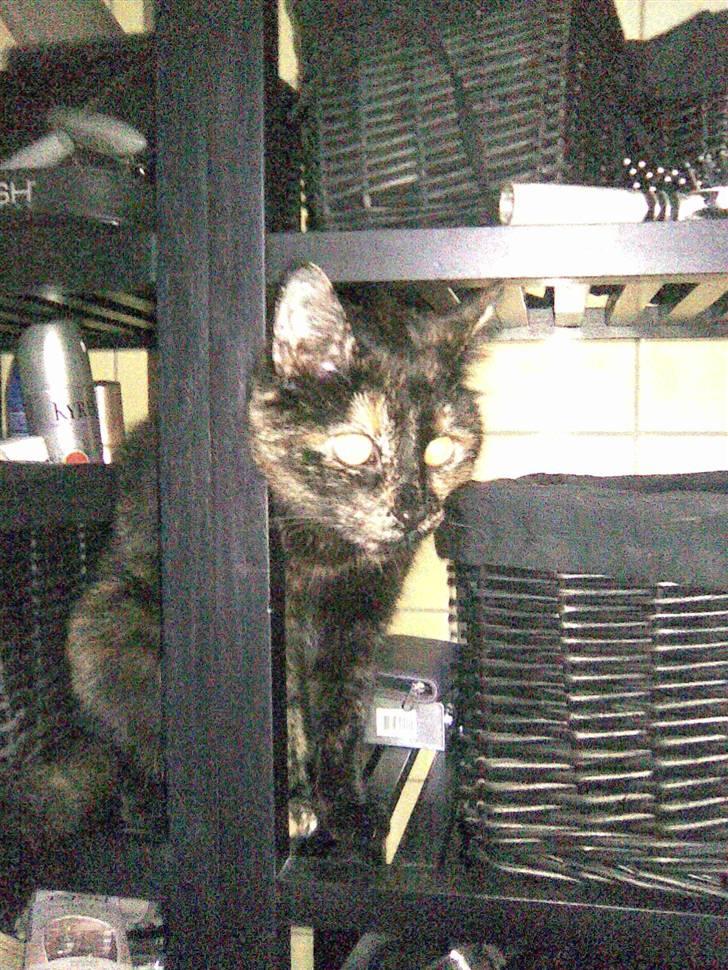 Blanding af racer Qba R.I.P billede 10