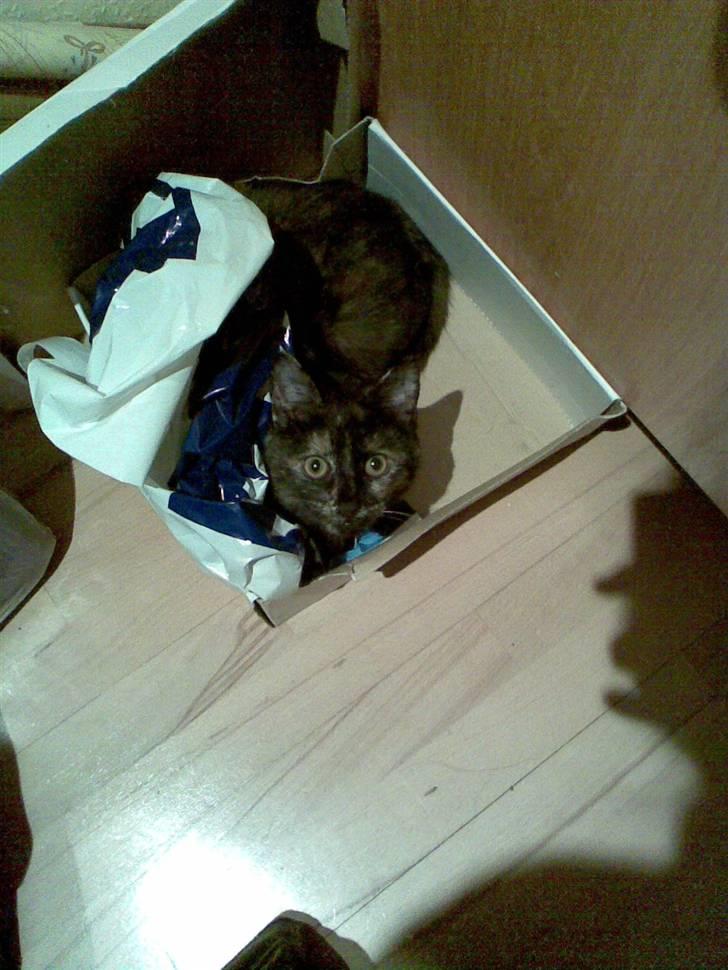 Blanding af racer Qba R.I.P billede 11