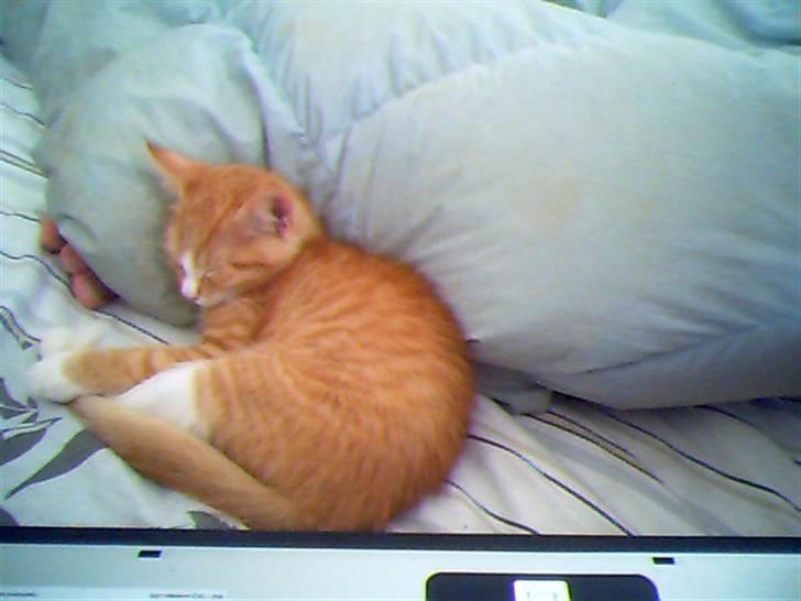 Huskat Aslan - Ligger bar og putter. billede 2