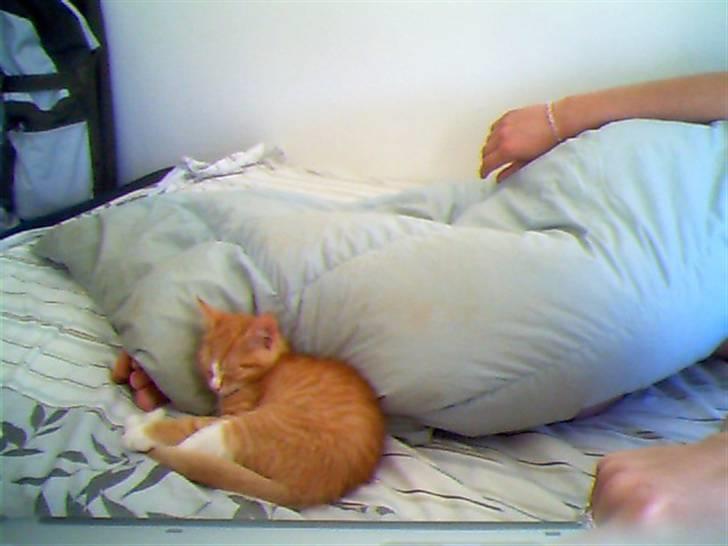 Huskat Aslan - <3 billede 3