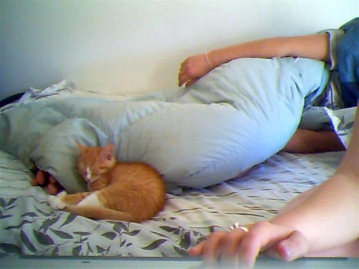 Huskat Aslan - Looooove him.. billede 4