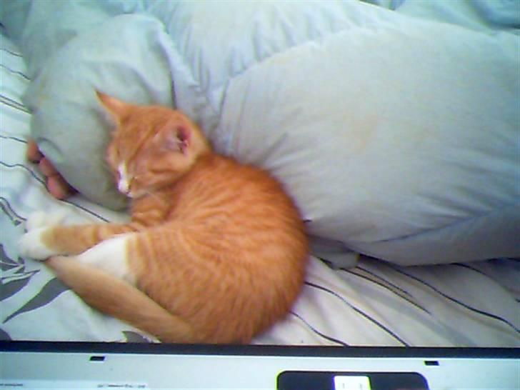 Huskat Aslan - Aslan pus.. billede 5