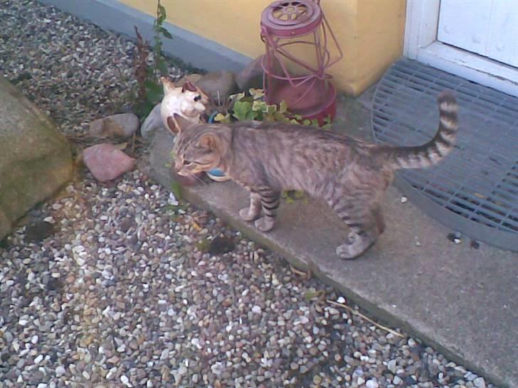 Blanding af racer Findus *død* billede 1