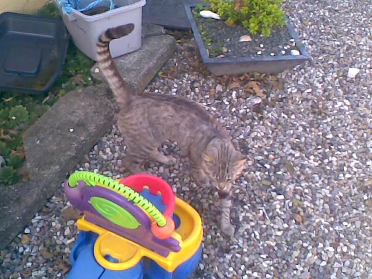 Blanding af racer Findus *død* billede 2