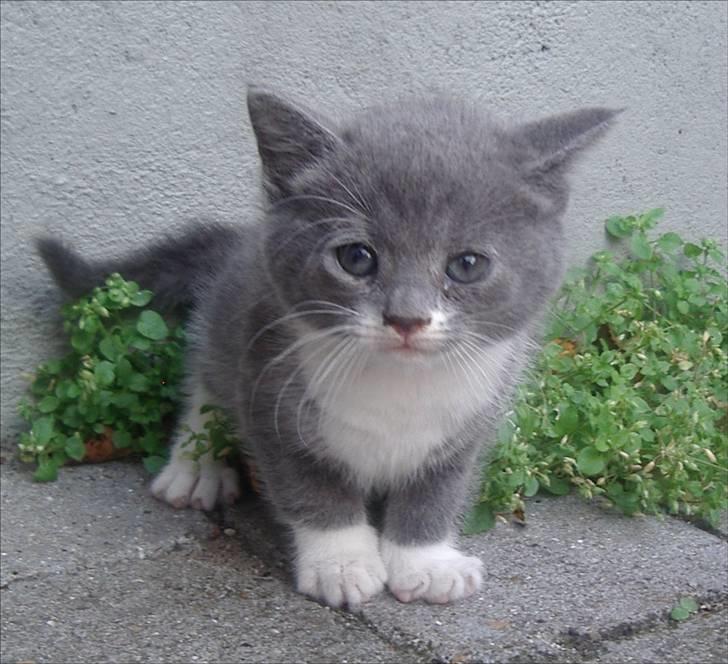 Huskat Bette Mus billede 7