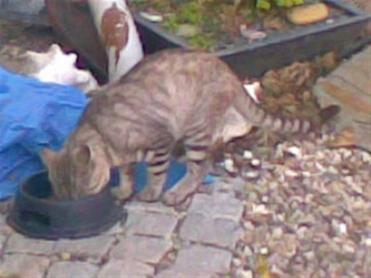 Blanding af racer Findus *død* billede 3