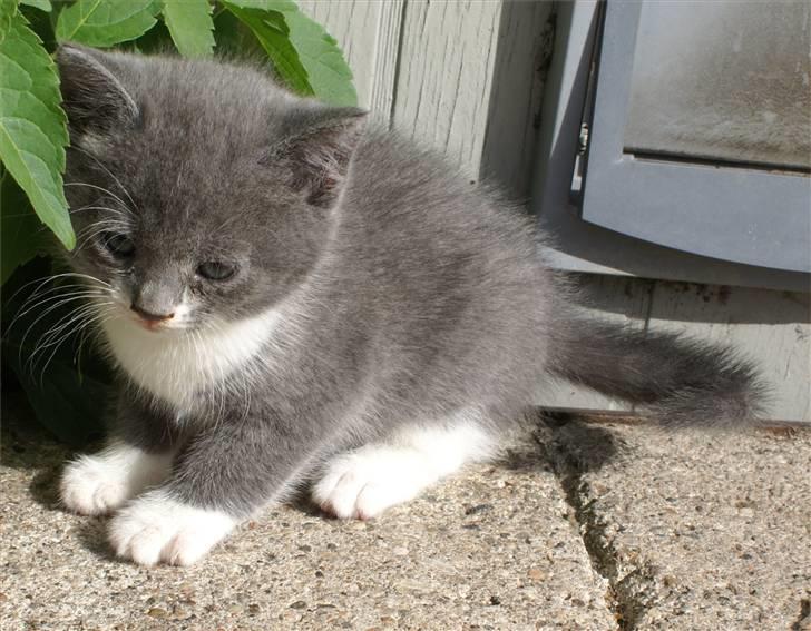 Huskat Bette Mus billede 8