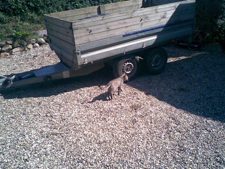 Blanding af racer Findus *død* billede 4