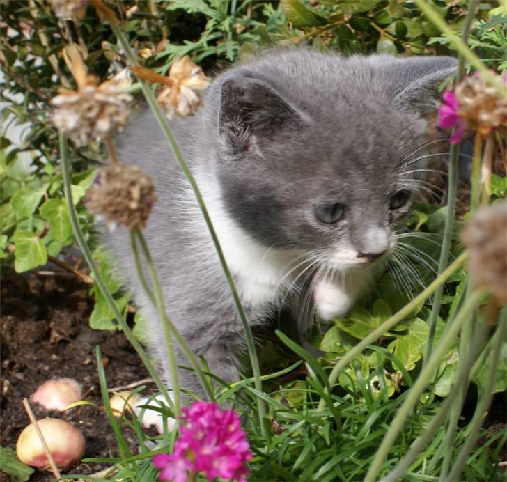 Huskat Bette Mus billede 9