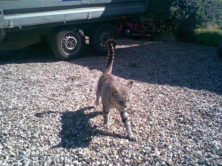 Blanding af racer Findus *død* billede 5