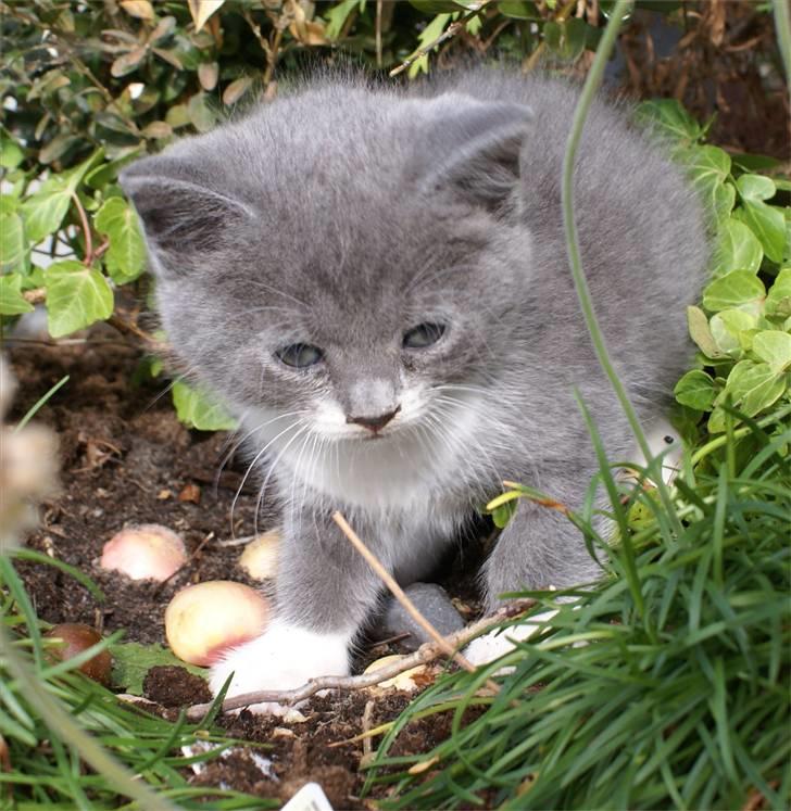 Huskat Bette Mus - På tur sightseeing i blomsterbedene billede 10