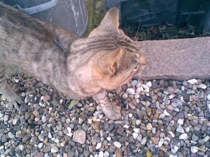 Blanding af racer Findus *død* billede 6