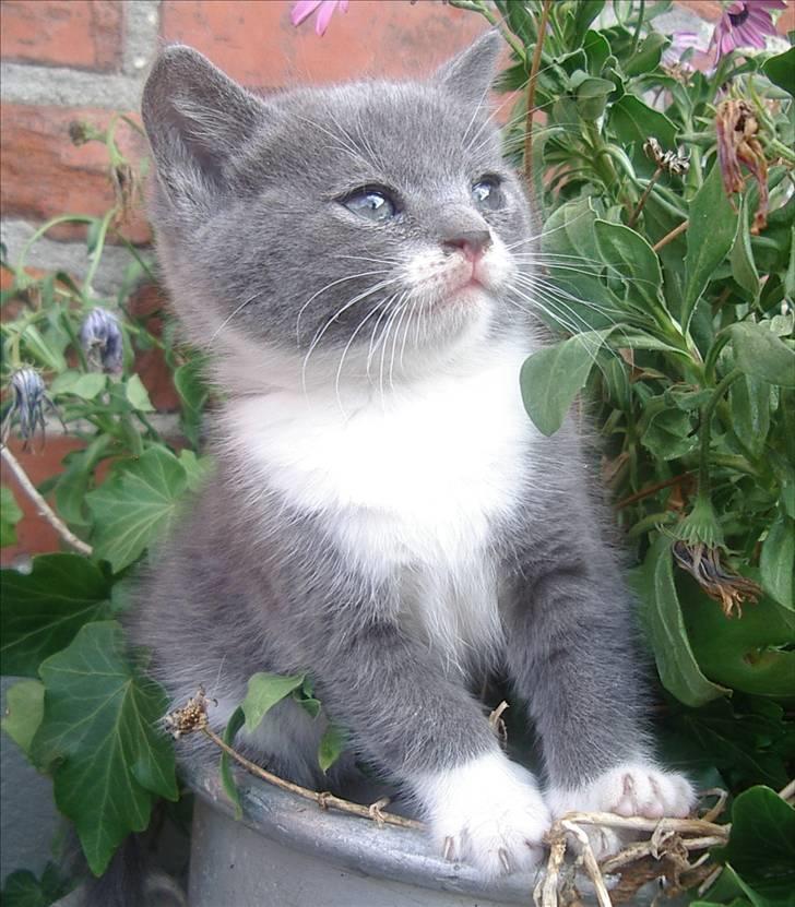 Huskat Bette Mus - Nu er vi blevet 5½ uge :) billede 11