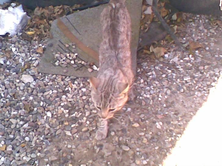 Blanding af racer Findus *død* billede 7