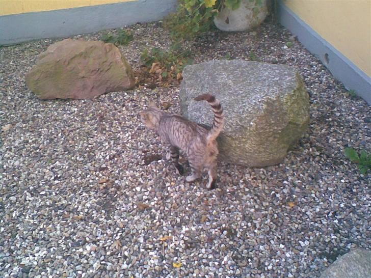 Blanding af racer Findus *død* billede 8