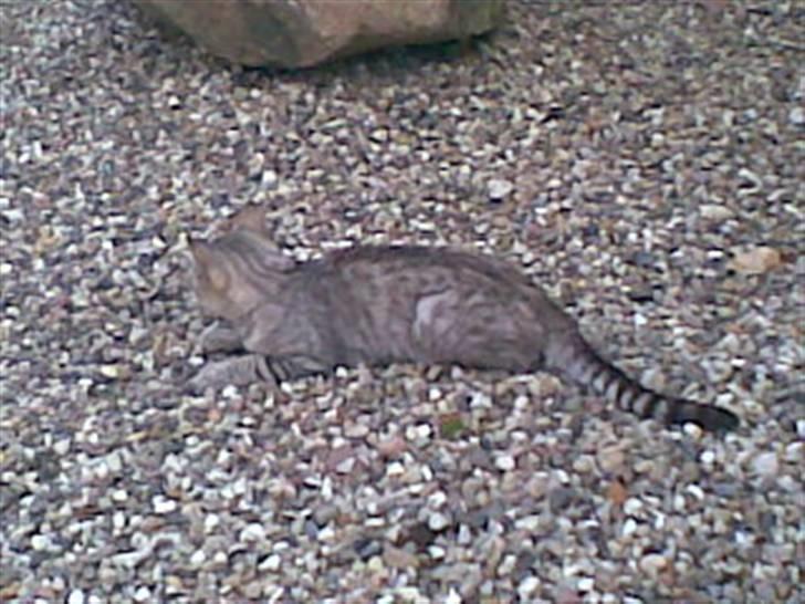 Blanding af racer Findus *død* billede 9