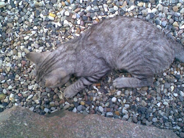 Blanding af racer Findus *død* billede 10