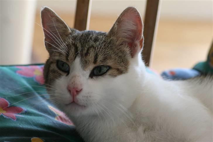 Huskat Oliver R.I.P  billede 11