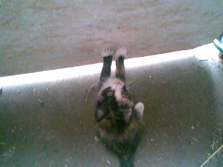 Blanding af racer Frøken Peddersen *død* ;( billede 1