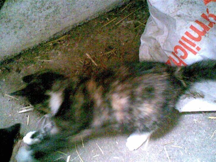 Blanding af racer Frøken Peddersen *død* ;( billede 2