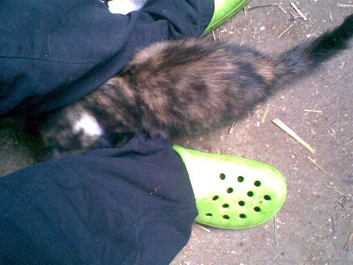 Blanding af racer Frøken Peddersen *død* ;( billede 3