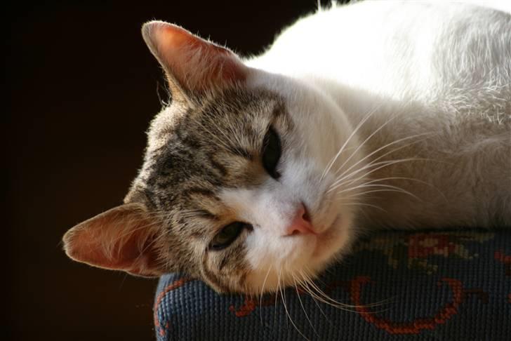 Huskat Oliver R.I.P  billede 12