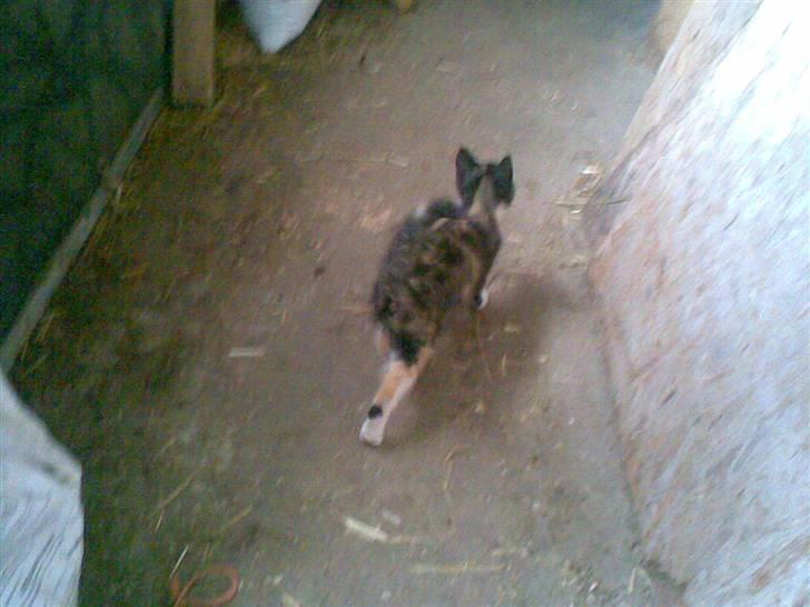 Blanding af racer Frøken Peddersen *død* ;( billede 4