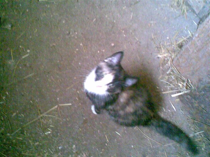 Blanding af racer Frøken Peddersen *død* ;( billede 5