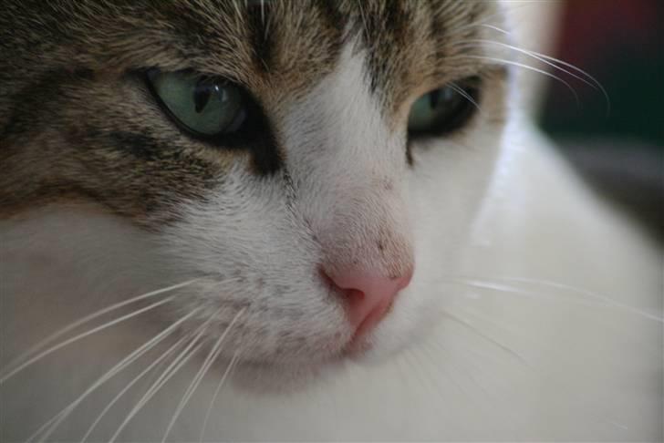 Huskat Oliver R.I.P  billede 13