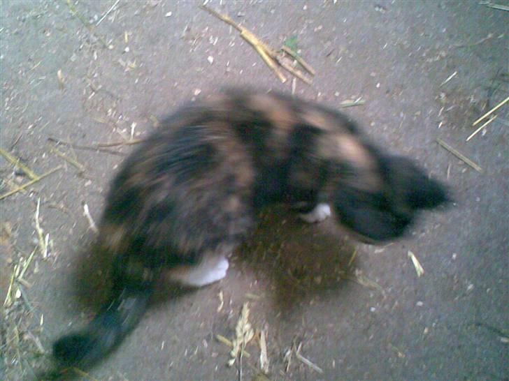 Blanding af racer Frøken Peddersen *død* ;( billede 6