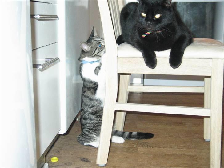 Huskat Simon - drille drille drille  billede 11