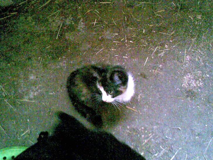 Blanding af racer Frøken Peddersen *død* ;( billede 7